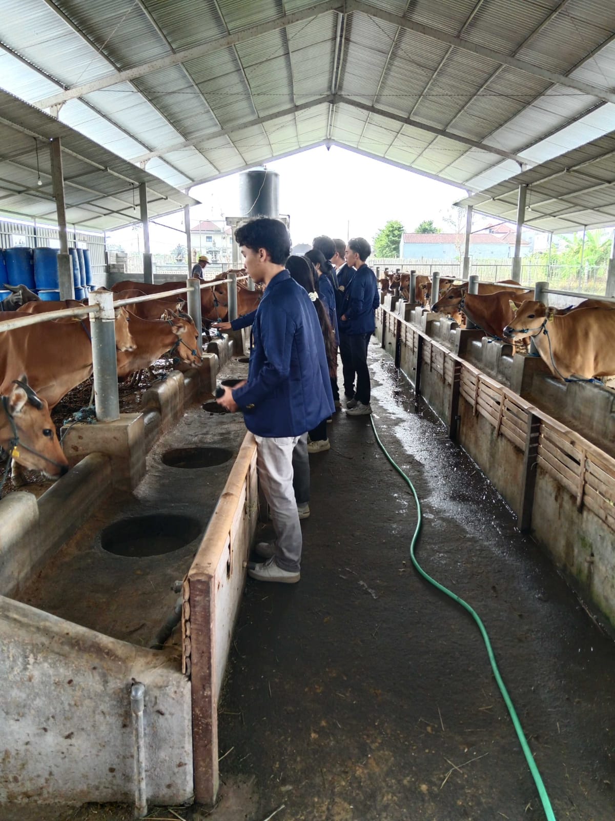 Fasilitas Kandang Sapi NR Farm di Tabanan Bali