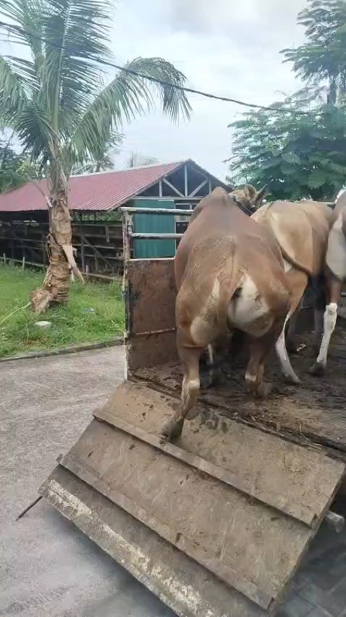 Armada Pengiriman Sapi NR Farm Bali